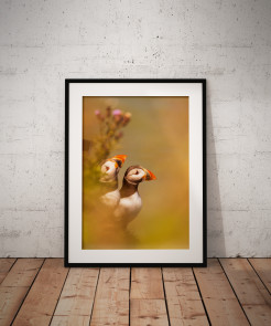 To buy a print or any of the below please click on the images